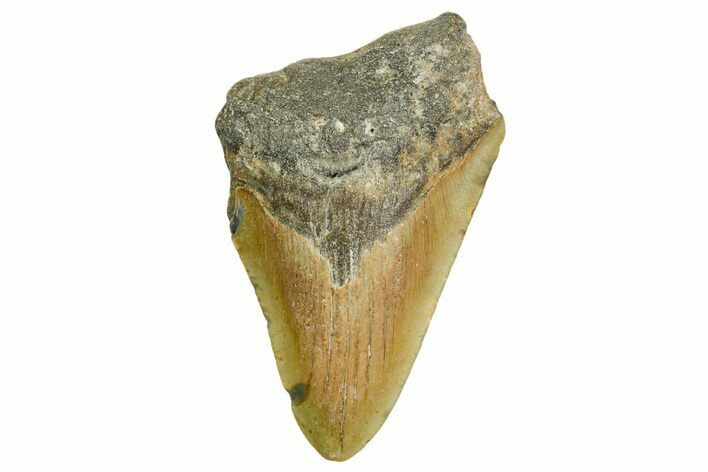 Partial, Fossil Megalodon Tooth - North Carolina #361709